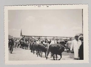 Vintage Black & White Photo Men Leading Cattle Cows To Auction 1959 Jamaica - Picture 1 of 1