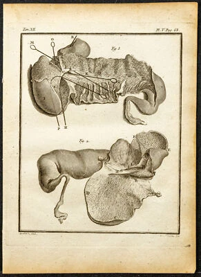 1764 - Stomach Pump Veterinary Hippo - engraving antique - Buffon Zoology - Bild 1 von 3