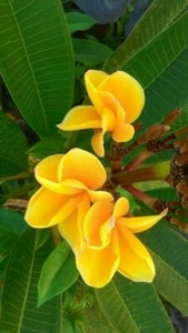 Garden Flowers 10 Yellow Plumeria Seeds Plumeria rubra Frangipane  - Bild 1 von 1