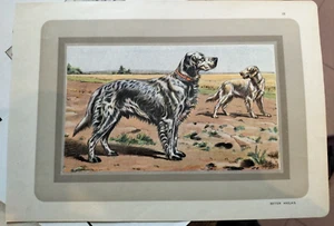 Setter Anglais 1931 CROMOLITOGRAFIA Stampa Razze Canine - Picture 1 of 1