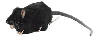 HANSA Plush Black Rat BH5578 W5cm H6cm D12cm Animal Plush Toy from Japan NEW - Picture 1 of 9