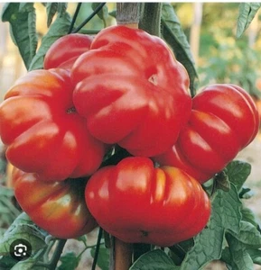 250 SEMI DI POMODORO COSTALUTO FIORENTINO - NO CUORE DI BUE -SEMENTI ORTAGGI - Foto 1 di 6