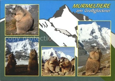 Murmeltier Grossglockner  - Bild 1 von 2
