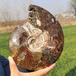 5.3LB Natural ammonite fossil Conch Quartz Crystal Mineral Specimen Reiki heal - Picture 1 of 12