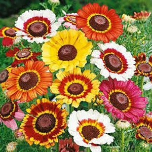 Painted Daisy Seed, 1000 Seeds, Beautiful Mulit Colored Blooms. - Picture 1 of 1