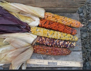 Indian Ornamental Corn Seeds 50 Count, Rainbow Vegetable, Non-GMO - Picture 1 of 3