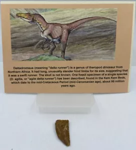 Deltadromeus Teeth- 95 Million Years Old Dinosaur Theropod D1 - Picture 1 of 2