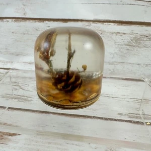 Wood and Resin Imbedded Cicada #1087 - Picture 1 of 7