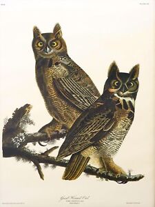 11732.Decoration Poster.Home room interior design.Wall art.Owl.Nature book plate