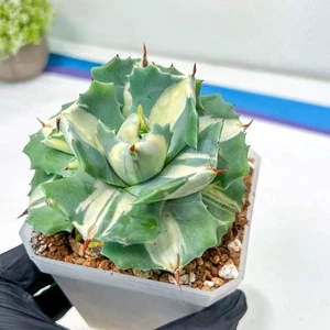 Agave Oihiraijn Blanco | Suculento Importado | Especies raras - Imagen 1 de 12