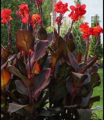 Canna Lily Bulbs Very Large READY TO PLANT Red Flower Purple Leaves Random - Image 1 of 4