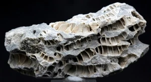 FOSSIL CORAL Fossilized Natural Mineral Specimen Sea Life Reef Ocean OHIO - Picture 1 of 4