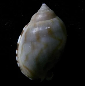 Caramelo Casmaria erinaceus vibex ENANO, CON BANDAS Y LISO 25 mm F++ - Imagen 1 de 3