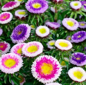 Aster HI-NO-MARU Mix (Pompon) Non-GMO Pollinators Annual Cut Flowers 200 Seeds! - Picture 1 of 5
