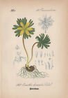 Winterling (Eranthis hyemalis)  Chromo-Lithographie von 1882 winter aconite