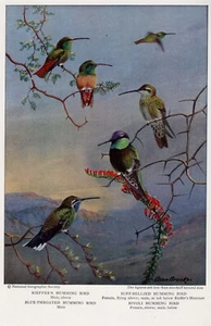 Collection of Humming Birds - CUSTOM MATTED - 1932 Vintage Bird Art Print - Picture 1 of 1