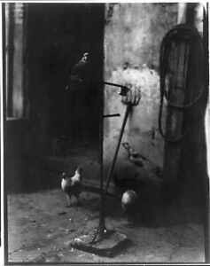 Parrot on perch,chicken in courtyard,New Orleans,LA,c1925,Arnold Genthe