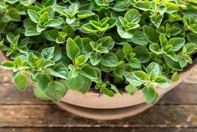 500 semillas de hierbas de orégano griego italiano/invierno mejorana orégano vulgare hirtum Foto 1 de 4