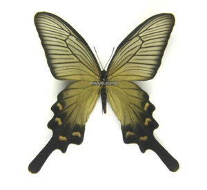 Unmounted Butterfly/Papilionidae - Atrophaneura alcinous ssp., FEM, A1/A- - Picture 1 of 2