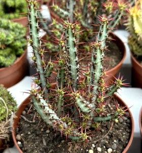 Euphorbia aeruginosa, pot 10.5 cm