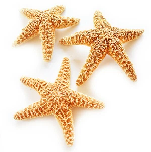 Set of 3 Sugar Starfish 6-8" Beach Wedding Decor Nautical Crafts Coastal Art - Picture 1 of 4