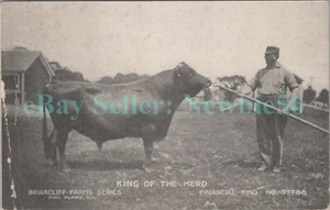 Pine Plains NY - REY DE LA MANADA EN BRIARCLIFF FARMS - Postal - Imagen 1 de 2