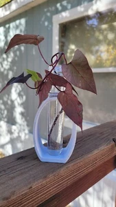 🌼Cute Propagation Station & 🪴Single Flower Vase - Perfect for Plant Clippings! - Picture 1 of 4