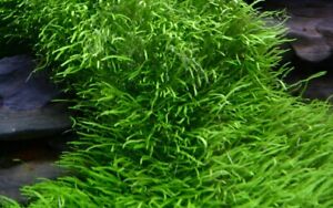 In-Vitro Kleiner fleischfressender Wasserschlauch / Utricularia graminifolia