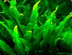 JAVA FERN BEAUTIFUL TROPICAL OXYGENATING HEALTHY AQUARIUM PLANTS AQUATIC SHRIMP - Picture 1 of 2