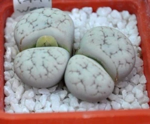 Semillas Lithops Werneri C188 10 000 piezas MG1774 - Imagen 1 de 2