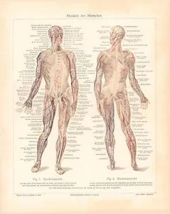 1905 ANATOMIA FISIOLOGIA INCISIONE ILLUSTRAZIONE STAMPA 10pgs CENTROFOLD - Foto 1 di 8
