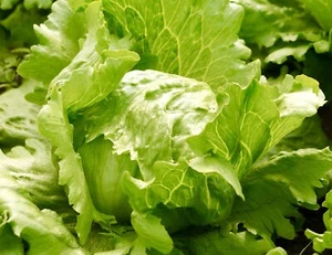 1100x Lettuce Iceberg Ice Queen Seeds - Vegetable - Picture 1 of 1