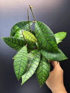 HOYA Callistophylla (Short Leaf) Sp. Kalimantan 🌱 | 100mm Pot + Saucer (#0024) - Picture 1 of 10