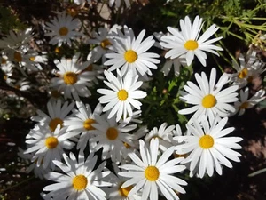 Margarita Gigante Blanca ( Leucanthemum maximum ) 200 semillas frescas - Imagen 1 de 1