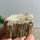 GLORIOUS COLOR Madagascar Petrified Wood Round - BRILLIANT Araucaria! 68g c0421