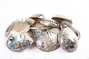 Green Abalone Sea Shell BOTH Side Polished Beach Craft 6" - 7" (12 pcs) #JC-084 - Picture 1 of 7