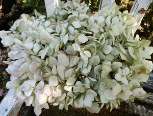 11 getrocknete Hortensienblüten hellgrün, creme, burgund Primitive SEKUNDEN - Bild 1 von 2