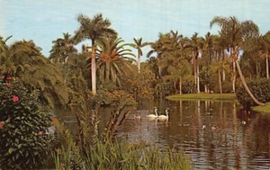 Postkarte FL: Weiße Schwäne, Spiegelsee, Sarasota Jungle Gardens, Florida - Bild 1 von 2