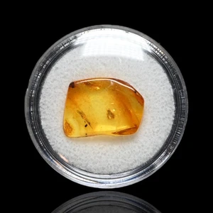 Chironmidae (Midge), inclusión de insectos fósiles genuinos en ámbar báltico - Imagen 1 de 6