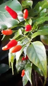 CHILLI SEEDS BIRDS EYE THAI CHILLI SEEDS Vegetable Hot Thai Chilli Seeds X 25 - Picture 1 of 2