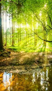 Carta da parati fotografica TESSUTO - FORESTA NON TESSUTO (5560SL) - verticale carta da parati murale alberi tropicali XXL - Foto 1 di 2