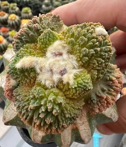 Rare liveSucculent plant Ariocarpus Fis Hybird 'Godzilla' WYSIWYG G rafted - Picture 1 of 4