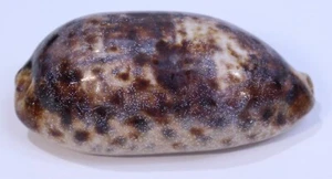 Cypraea Testudunaria Kauri Peilei Muschel Maritim 105mm 4,125" Macrocypraea - Bild 1 von 24