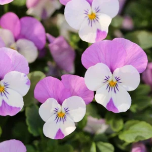 PICK & MIX TRAILING PANSY FREEFALL F1 Premium Seed SPRING FLOWERING BEE LOVE - Picture 1 of 29