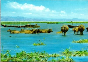 Postal Filipinas Laguna Bay Water Buffalo 6x4 - Imagen 1 de 2
