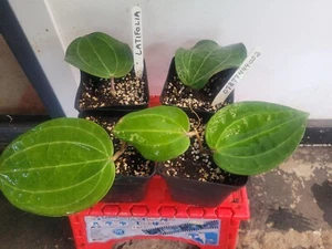 HOYA LATIFOLIA 1-2 LEAF ROOTED INA SMALL POT, HOUSE PLANT - Picture 1 of 1