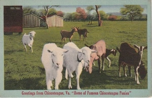 Chincoteague VA Greetings from Home of Chincoteague Ponies Herd of Goats - Picture 1 of 2