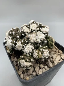 Obregonia Denegrii Mostruosa Innestata POT 7 CM RARE PLANT - Foto 1 di 7