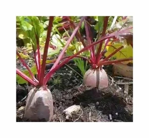 200 Korn Rote Bete Forono Garten Pflanzen - Samen F-S312 - Picture 1 of 5