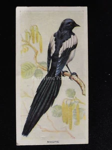 Nº25 MAGPIE - Aves del Campo - por Carreras Ltd 1939 - Imagen 1 de 1